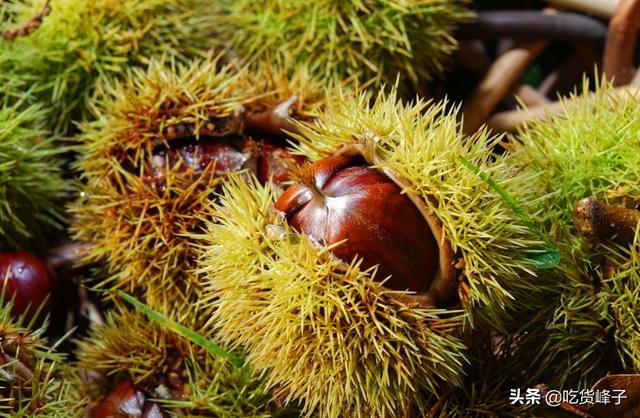 栗壳的功效与作用，鲜栗子的营养价值与功效（学会这方法，壳秒开还不带膜）