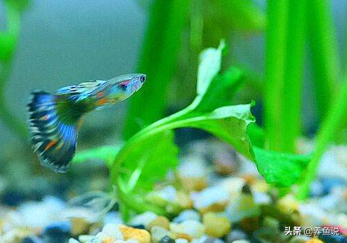 孔雀鱼能活多久，孔雀鱼能活几年（而是和这不可抗的原因有关）