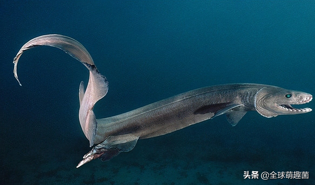 海底生物图片大全,海底生物图片(40张深海生物的图片)