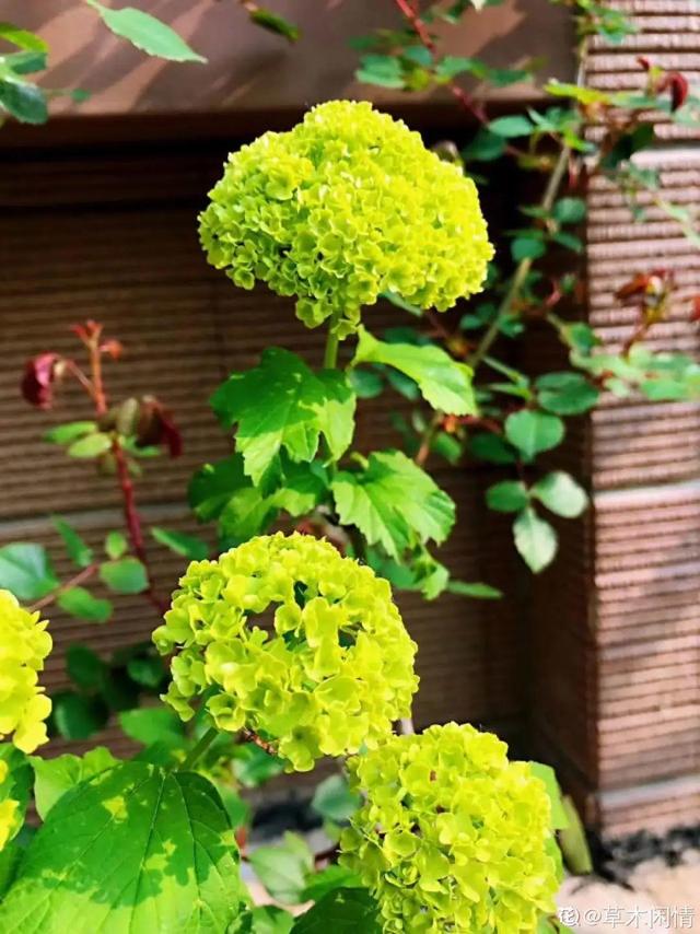 一梦两三年一花一世界网名，一梦两三年一花一世界微信昵称（千年的紫藤树···5种花越老越值钱）