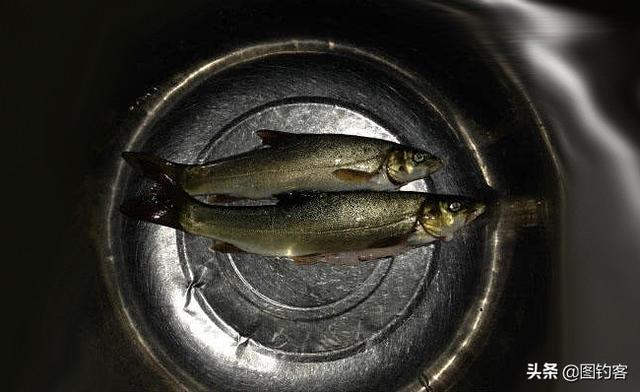 长江三鲜是哪三鲜，长江刀鱼图片（你知道中国名贵淡水鱼有哪些）