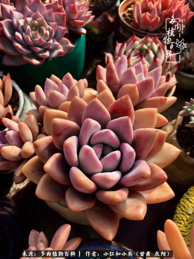 姐妹情深的句子，姐妹情深的句子简短（赏娇媚多肉，忆姐妹情深）