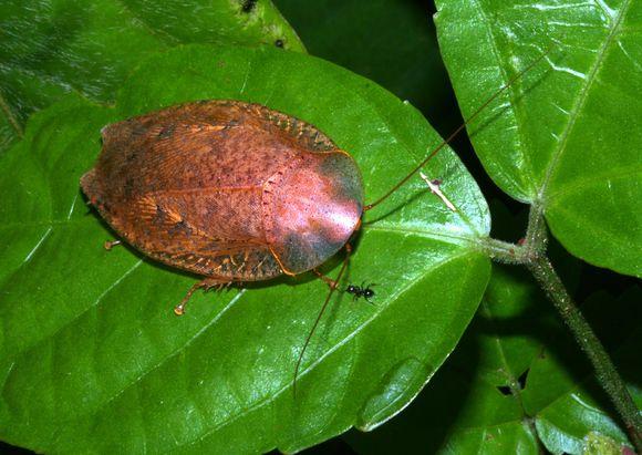 中华婪步甲怎么会在家里出现,中华婪步甲会在家里繁殖吗(净享生活,常