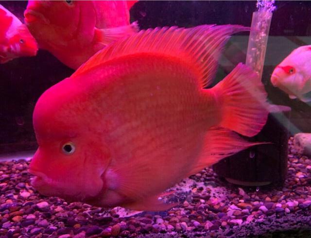 鹦鹉鱼变白是什么疾病，鹦鹉鱼变白了什么原因（鹦鹉鱼身上发白是什么原因）