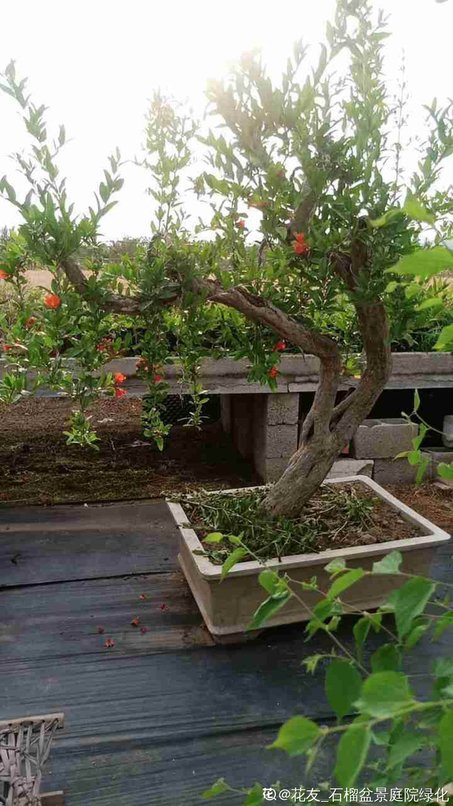 石榴树怎么养，石榴树苗什么时候种植最好（就能边赏花边吃果）