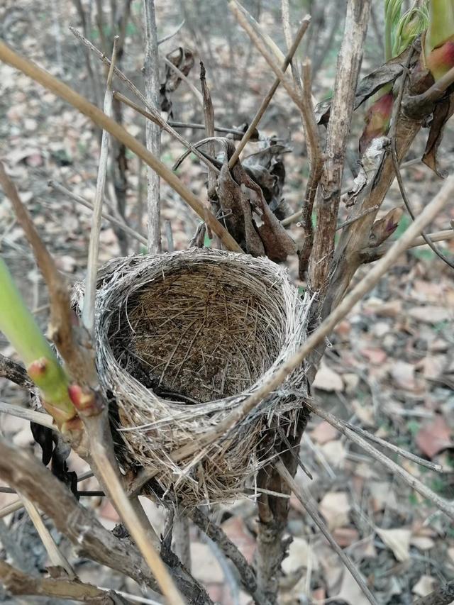 描写着急的句子，用动作描写着急的句子有哪些（抓紧收藏心理活动的句子积累下来）