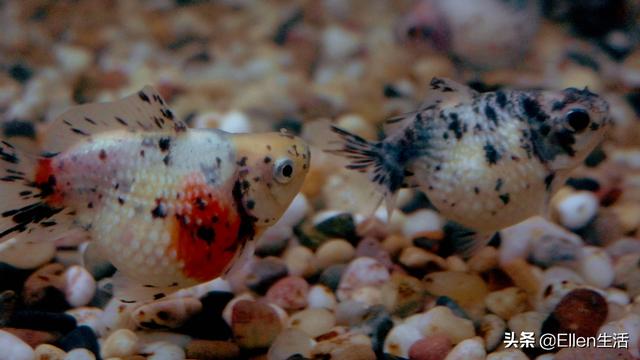 金鱼的图片大全，金鱼图片微信头像（其实他还有着美好的寓意）