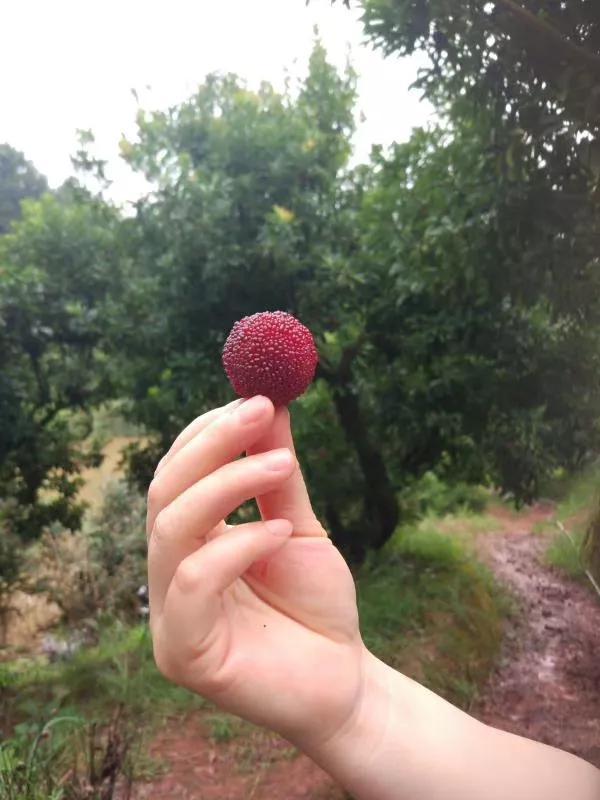 喉咙发炎可以吃杨梅吗，喉咙发炎吃什么水果（杨梅乌了，陡寨在等你）