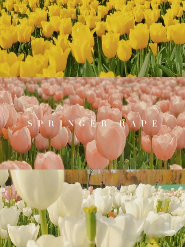 昆明好玩的地方，昆明好玩的地方排行榜（12个昆明近郊亲子自驾游好去处）