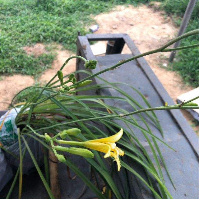 百合花介绍，百合花介绍50字（ 买百合花看清这部位）