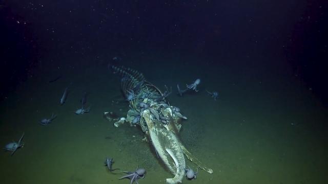 “鲸落是鲸鱼留给大海，最后的温柔。”，鲸落是鲸鱼留给大海最后的温柔下一句（为什么说鲸落是鲸鱼最后的温柔图片）