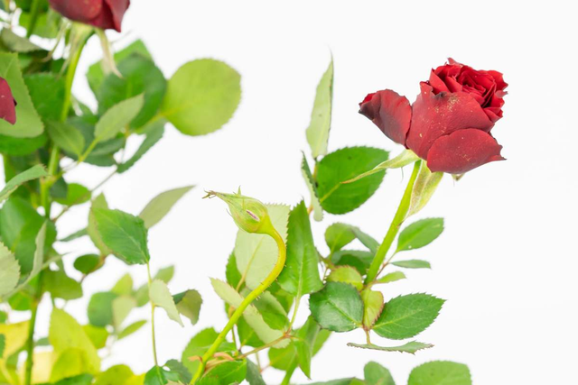 月季花有什么特点，月季花有什么特点长什么样子（月季、蔷薇和玫瑰傻傻分不清楚）