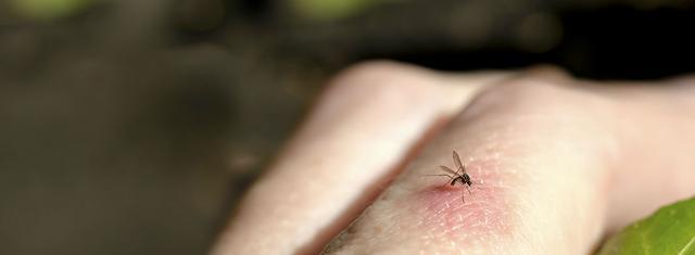 蜻蜓的特点是什么，蜻蜓的特点是什么技能（蜻蜓的特点是什么）