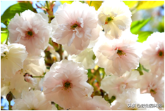 中国樱花有几个品种，中国樱花树品种（这81种樱花）