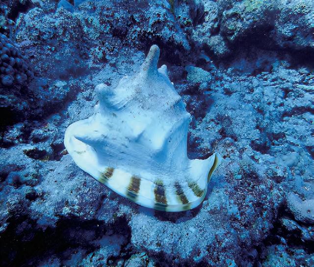 唐冠螺（帝王唐冠螺，四大名螺之唐冠螺（天然唐冠螺贵吗）