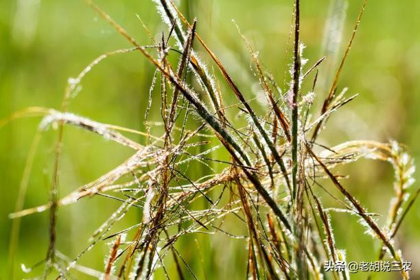 家里的竹子开花说明什么 风水怎么样，家里的竹子开花说明什么（农村俗语：“竹子开花）