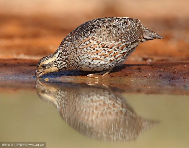 鹌鹑肉能吃吗，鹌鹑肉能吃吗（鹌鹑食疗方）