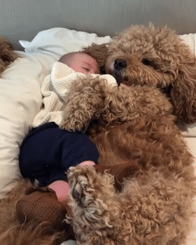 泰迪熊抱抱熊，一出生就有三个巨型“泰迪熊”陪睡（泰迪熊抱抱熊适合结婚送么）