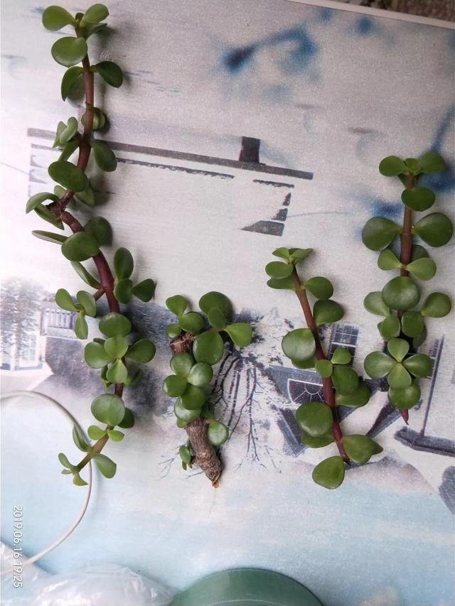 发财树可以扦插繁殖吗，发财树扦插繁殖方法（发财树养一盆就够了）