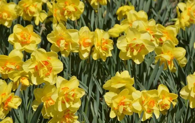 洋葱长芽了会开花吗，洋葱长芽了会开花吗有毒吗（阳台种点“大葱”）