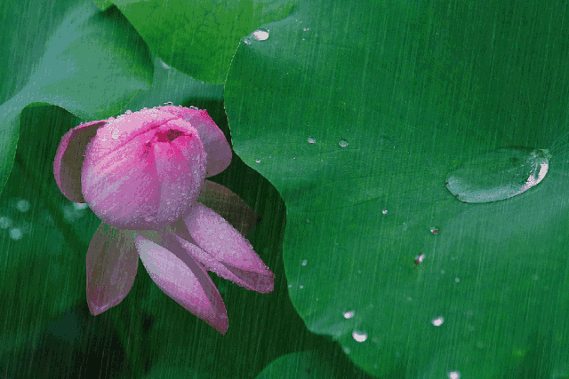 含雨的诗句，含雨的诗句连续两句（诗词鉴赏-十三首夏雨诗词）