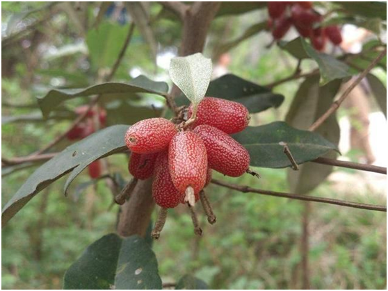 湖南有哪些特色水果，湖南人最全山里野果子