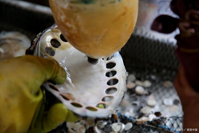 河蚌怎么养出珍珠，河蚌能不能产珍珠（河鲜嘴里的两种“宝”）