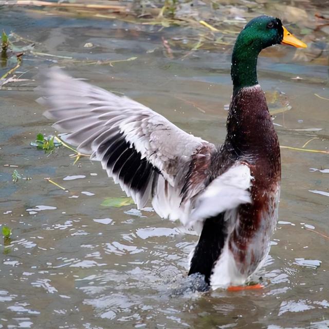 芦苇根的功效与作用，芦苇根煮水的功效与作用（有一道材料“特殊”的菜）