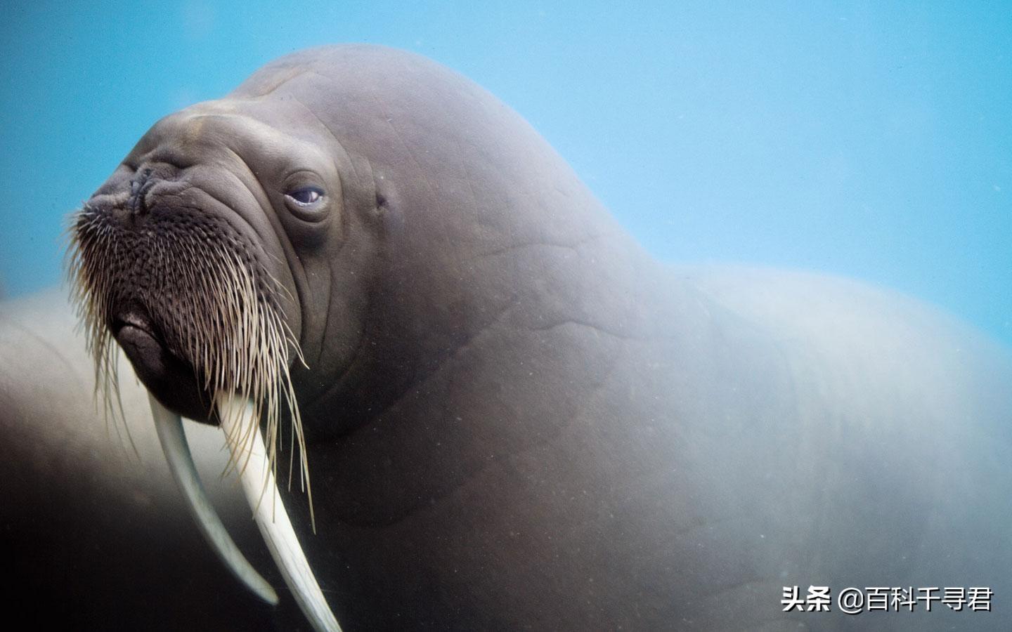 海洋裡有什麼動物,海洋哺乳動物有哪些-生肖-榮耀易學