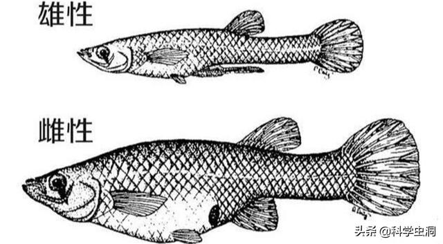 孑孓的图片，孑孓的图片的很大尾巴变得很小是什么状态（能当英雄也能当屠夫）