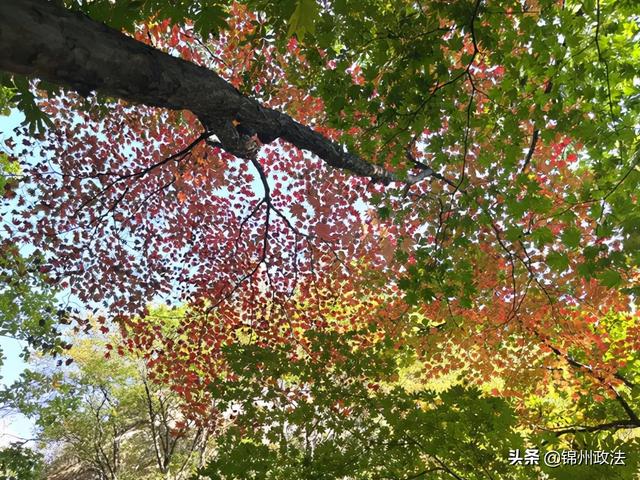 枫叶的特点，最佳观赏期还要等一等……（枫叶长什么样子）