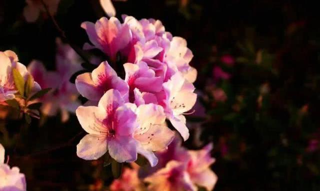 十二星座几岁被表白，12星座一生被表白多少次（让十二星座心动的爱情都发生在几岁）