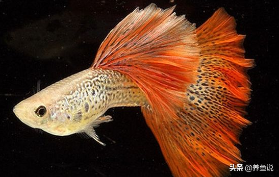 孔雀鱼能活多久，孔雀鱼能活几年（而是和这不可抗的原因有关）