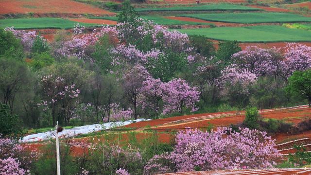 泡桐花的花语和寓意，泡桐花开不寂寞阅读答案（泡桐花开：一川春风过）