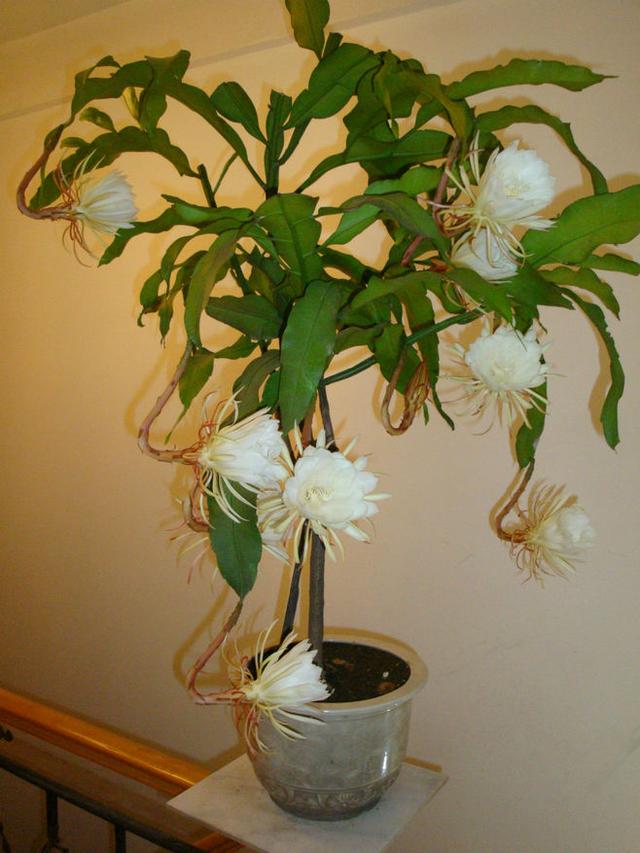 用一片叶子扦插的昙花应该怎么养，昙花整片叶子怎么扦插（用一片叶子就可以扦插一盆）