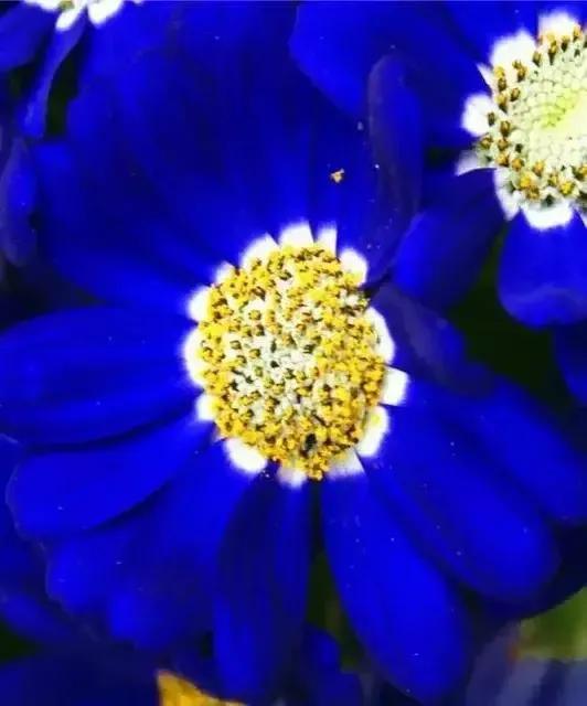 蓝色的菊花