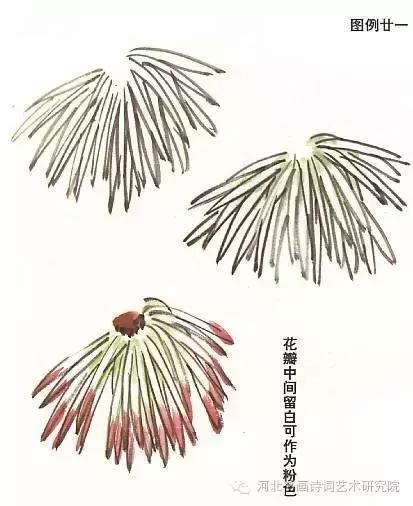 花的画法——菊花的画法，菊花是怎么画（菊花画法大全）