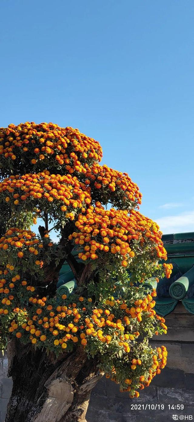 荷花有几种颜色，莲花有几种颜色分别是象征什么（1盆菊花售价1.2万）