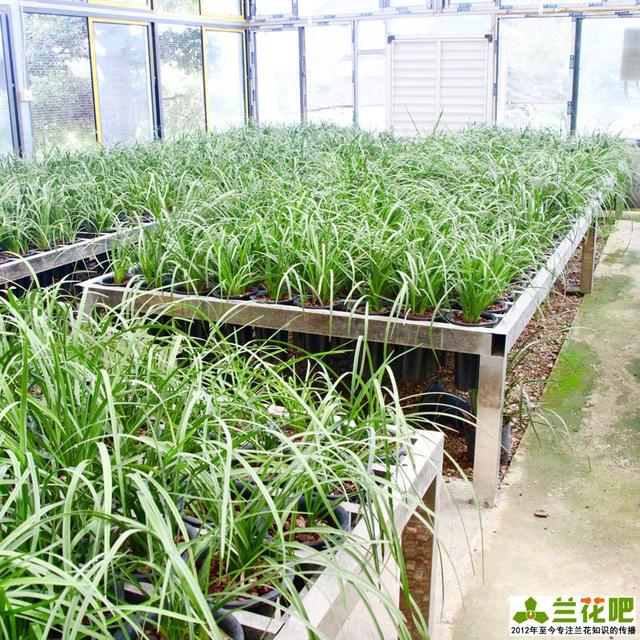 怎样养好兰花，怎样养好兰花学元红素（记得收藏备用）