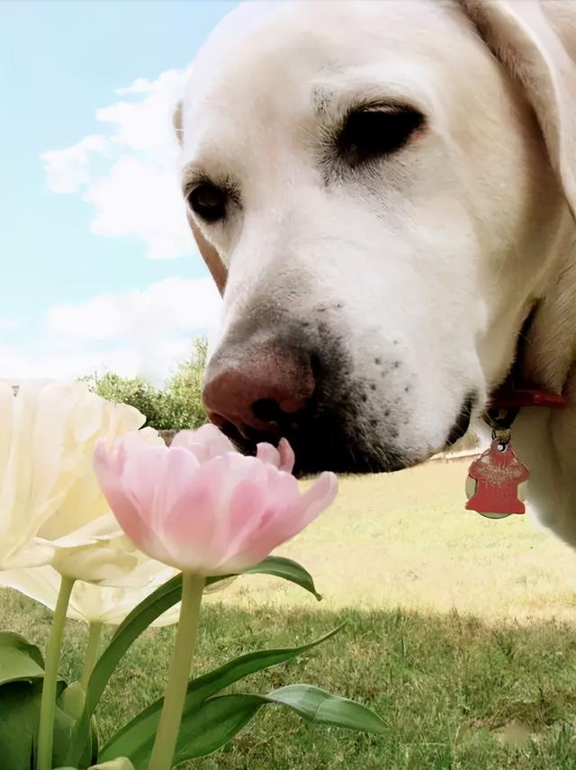 可爱小狗图片，狗狗的图片好看大全（50张可爱的小狗狗）