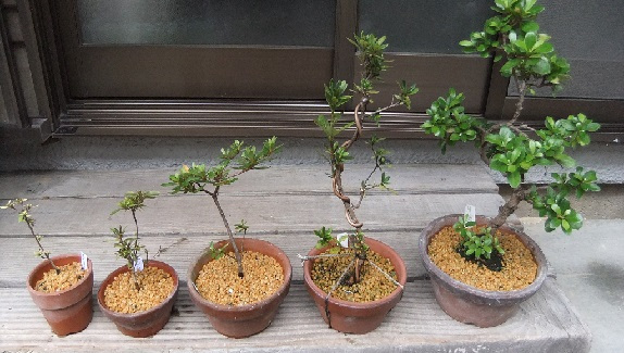 杜鹃花怎么浇水，杜鹃花浇水的正确方法（公认难养的杜鹃花）