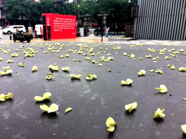 槐花什么时候开花，槐花几月开花（为啥曲江的槐花七月开）