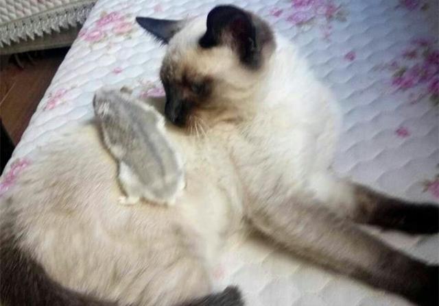 老鼠和猫为什么是天敌，为什么老鼠跟猫是天敌（猫咪不吃老鼠只因生活环境改变了）