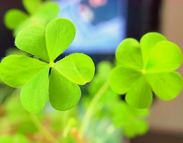 不识趣什么意思，不识趣的动物是什么数字动物（否则就是不识趣）