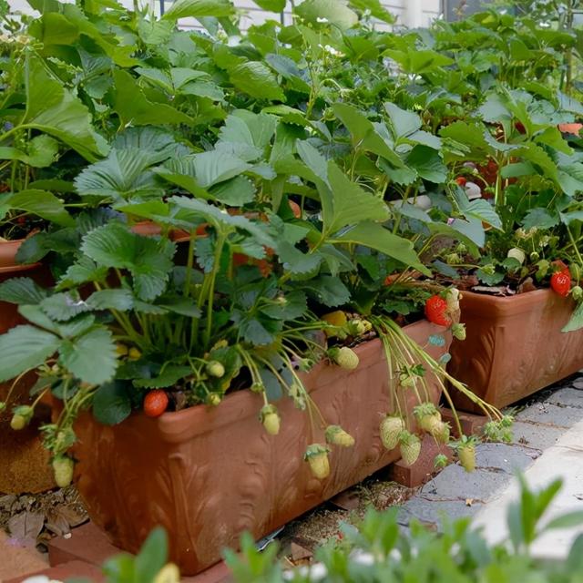 草莓品种介绍，适合南方种植的草莓品种（易养易爆盆）