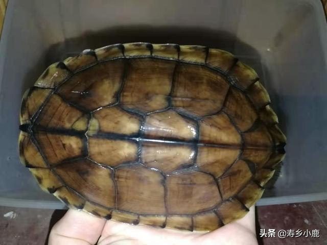 石金钱龟养殖前景,新手饲养不同规格的石金钱龟时(现在养石金钱龟前景好吗) 石金钱龟养殖前景,新手饲养不同规格的石金钱龟时(现在养石金钱龟前景好吗)