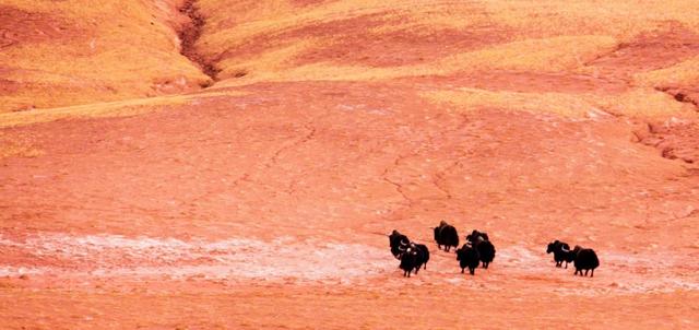 可可西里在哪里，可可西里在哪里属于哪个省（人世间最后的原始乐园——可可西里）