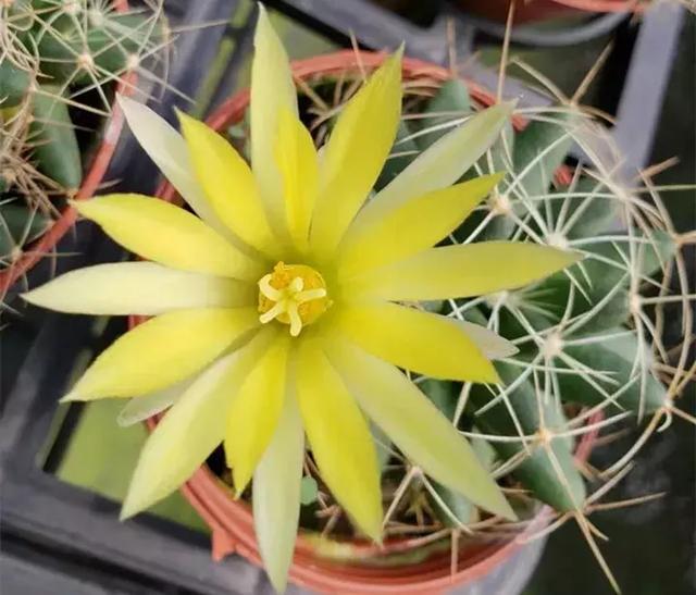 绿萝好养吗,绿萝怎样栽培(绿萝竟然排在倒数第1) 绿萝好养吗,绿萝怎样栽培(绿萝竟然排在倒数第1)