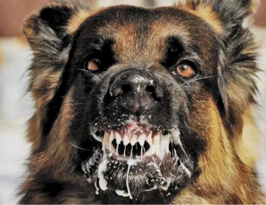 狂犬病毒，阻碍患者吞咽口水（狂犬病毒通过什么途径传播）
