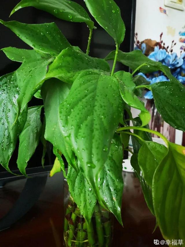 吸收甲醛的植物，哪种植物具有吸收甲醛的功能（净化空气最厉害）